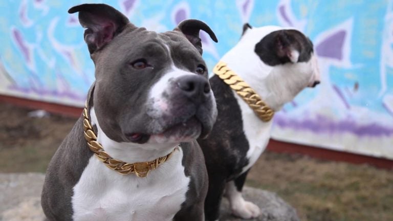 Five Solid Collar Choices for Pit Bulls