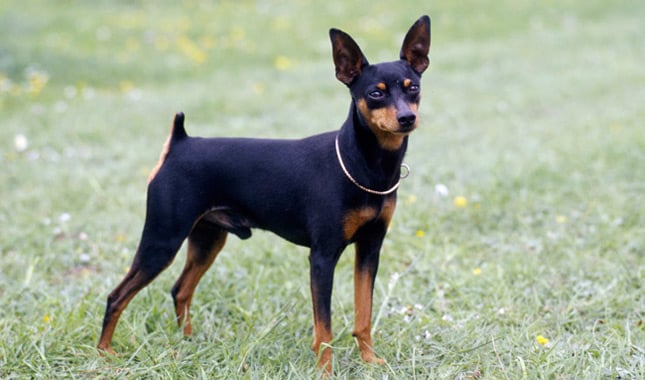 All About the Mini Doberman: 7 Things You Didn’t Know