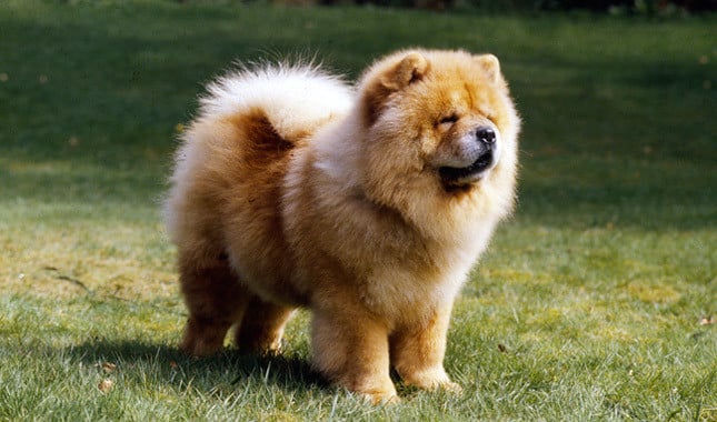 chow chow temperament loyal