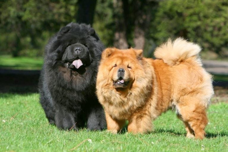 The 20 Most Expensive Dog Breeds in the World