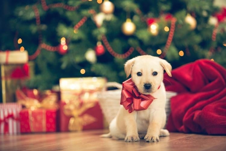 20 Dog Safety Tips for the Holidays