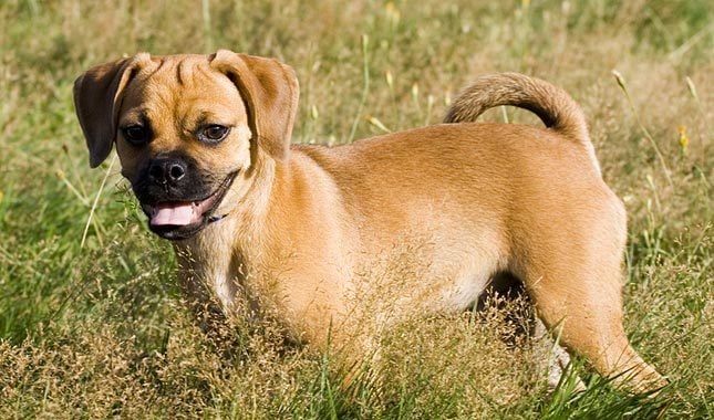 beautiful mixed dogs