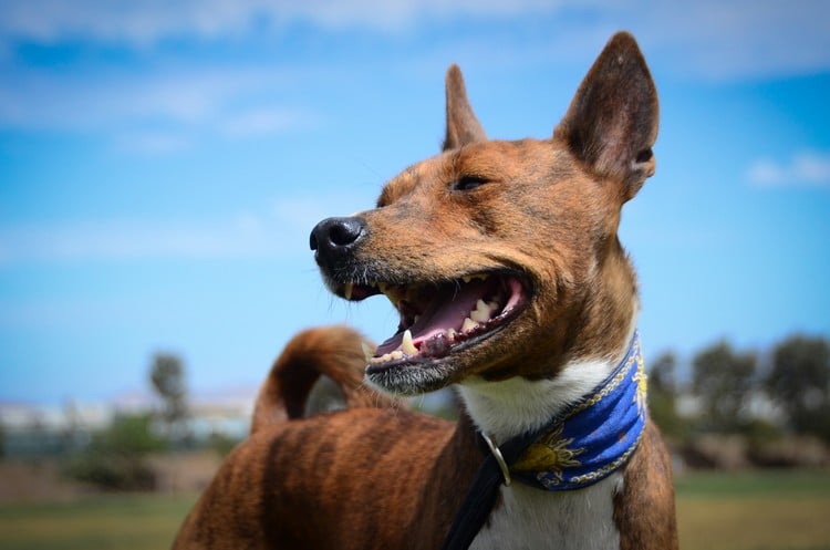 Why The Basenji Bark is So Unusual