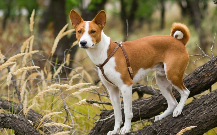 20 Things Only Basenji Owners Would Understand