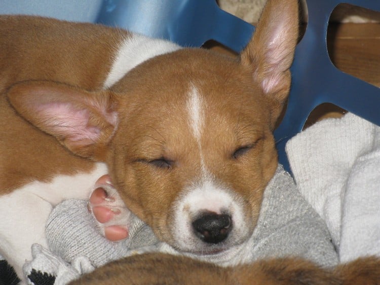 can a basenji live in netherlands