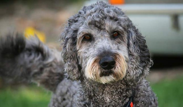 The Top 20 Dog Breeds for First-Time Owners