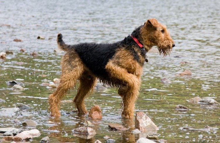 can a aidi and a airedale terrier be friends