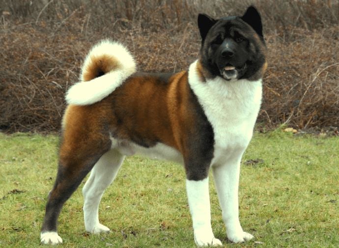 20 Things Only Akita Owners Would Understand