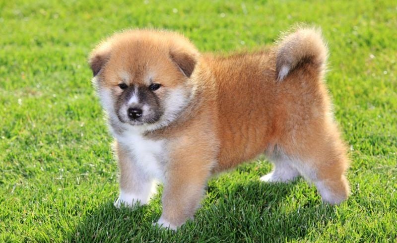 The 20 Most Expensive Dog Breeds in the World