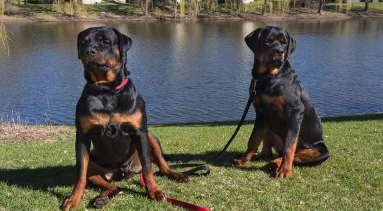 7 Things You Didn't Know about the American Rottweiler