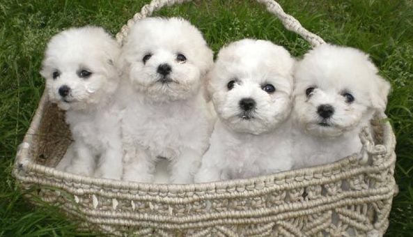 Five Adorable Bichon Frise Puppies Videos