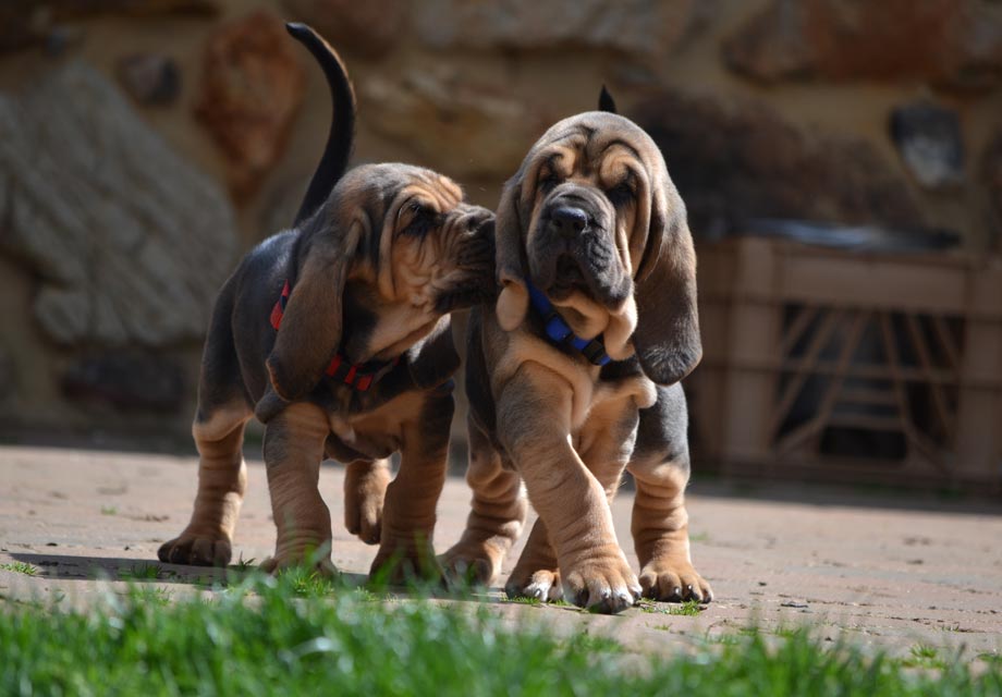 how much should you feed a bloodhound puppy