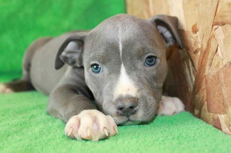 Gray pitbull with blue best sale eyes puppy