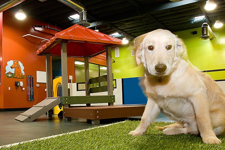 20 Things Dog Day Care Employees Won't Tell You