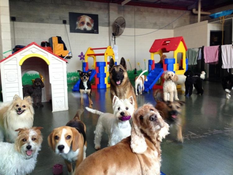 20 Things Dog Day Care Employees Won't Tell You