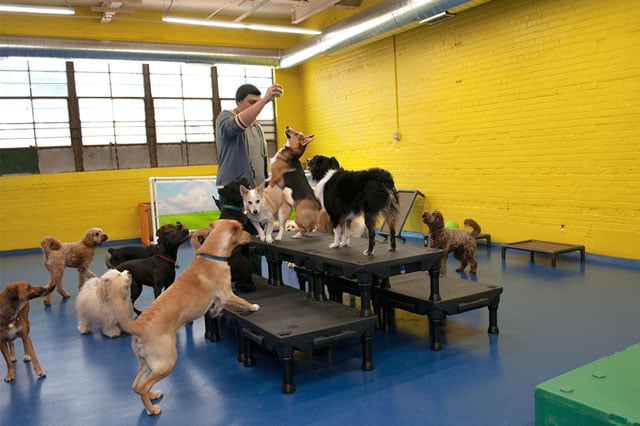 dog day care center