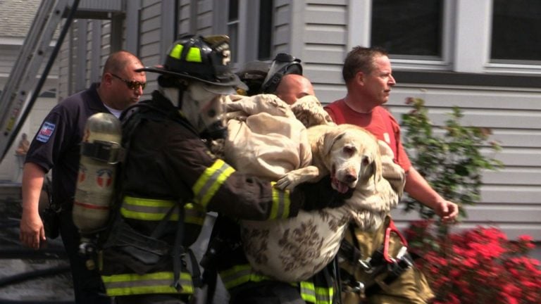 20 Amazing Videos of Dogs and Firefighters