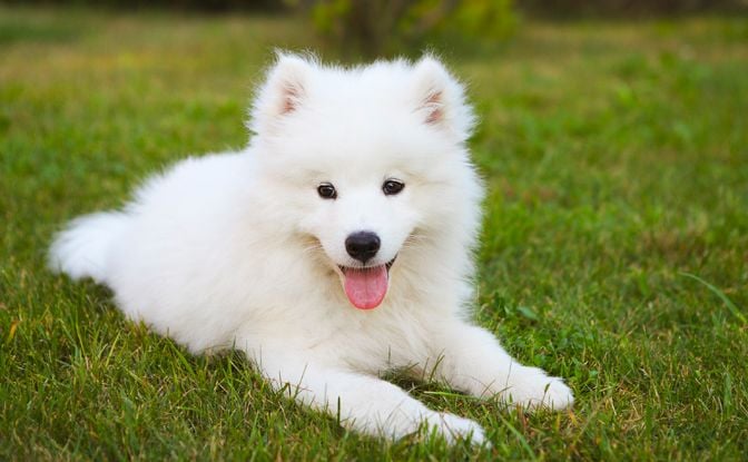 Top Tips on Taking Care of Samoyed Puppies