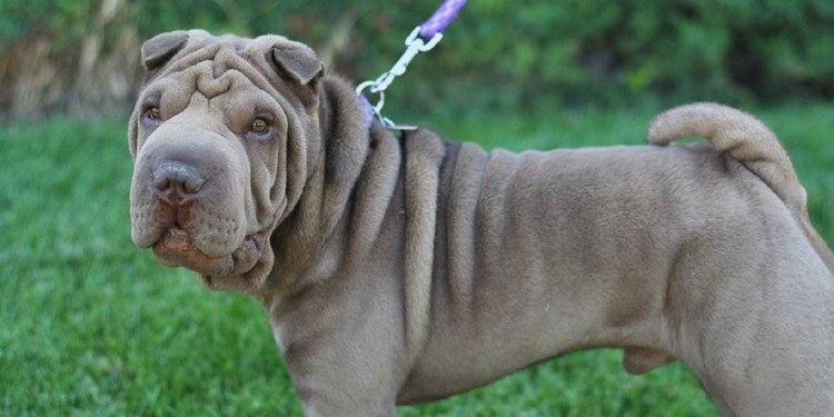 20 Things Only Shar Pei Owners Would Understand