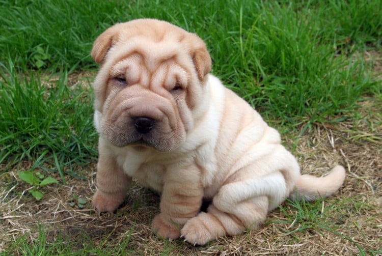 20 Things Only Shar Pei Owners Would Understand