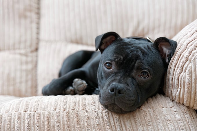 20 Things Only Staffordshire Bull Terrier Owners Would Understand