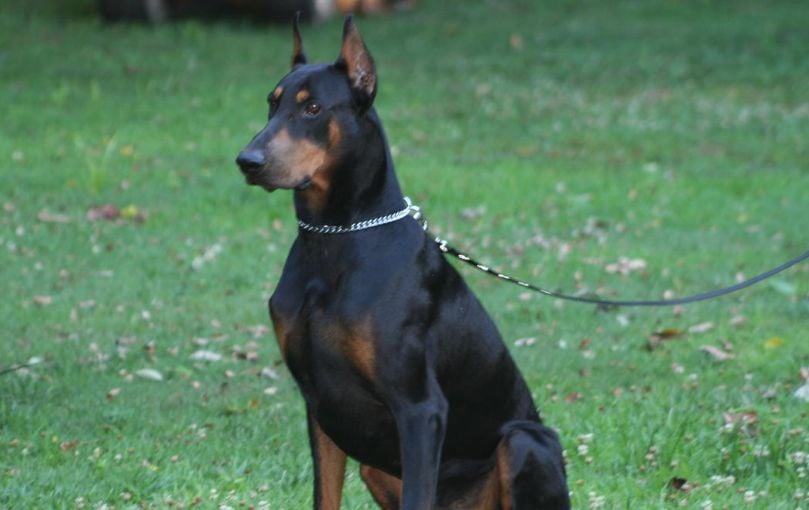 giant doberman pinscher