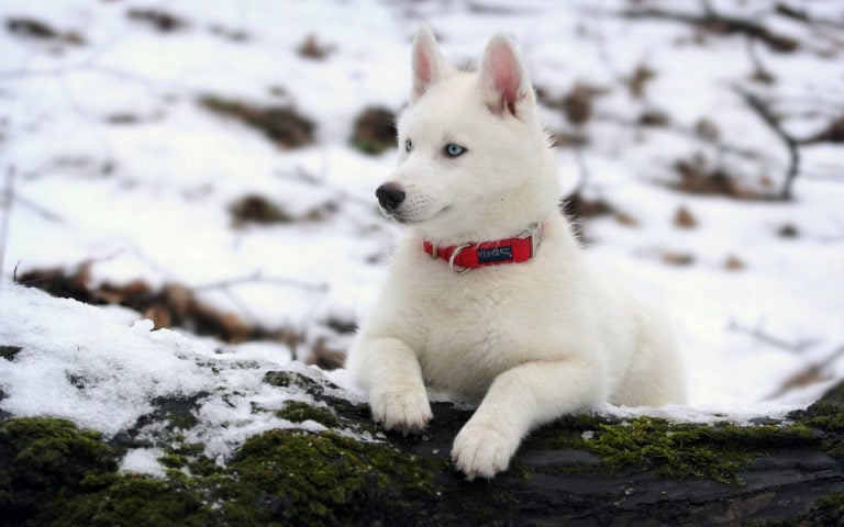 The Most Popular Siberian Husky Names of 2017