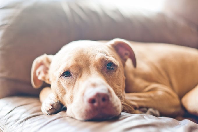 Rebranding the pit bull: Family-friendly pet or danger to children