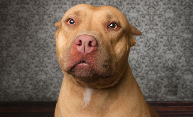 20 Things That Only American Pitbull Terrier Owners Would Understand