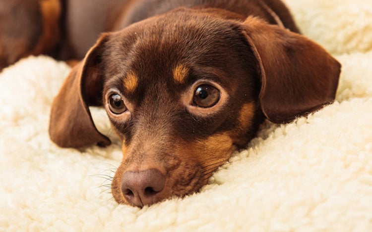 20 Things Only Chiweenie Owners Would Understand