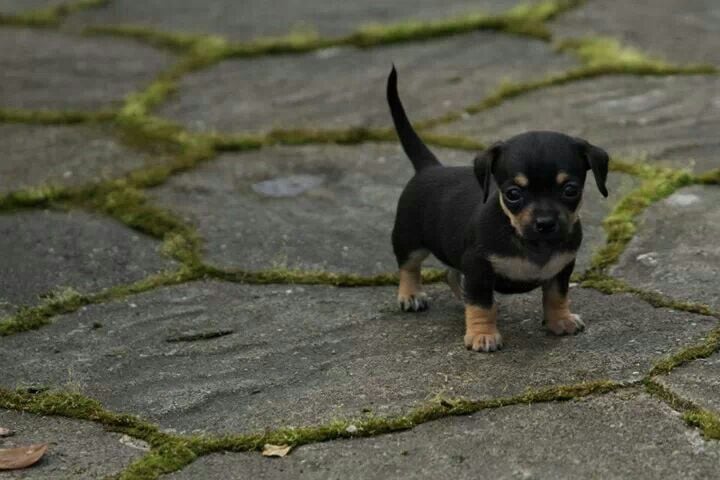 chihuahua and chiweenie mix