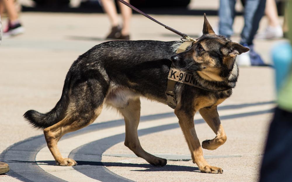 20 Things You Didn't Know About Police Dogs