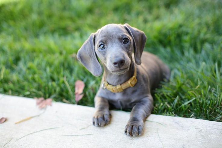 Grey weiner cheap dog