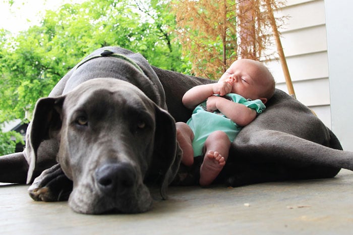 20 Tips for Introducing Babies to Dogs