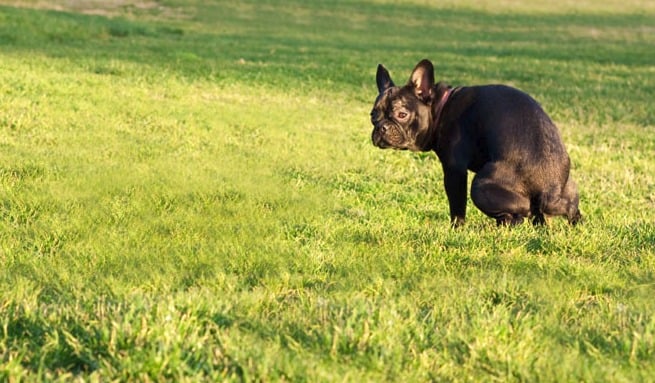 What do You do If You’re Dog’s Poop is Green?