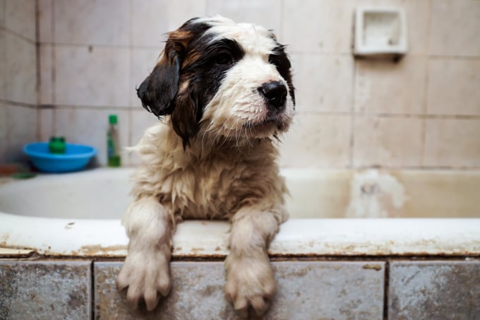 How Often Should You Wash Your Dog?