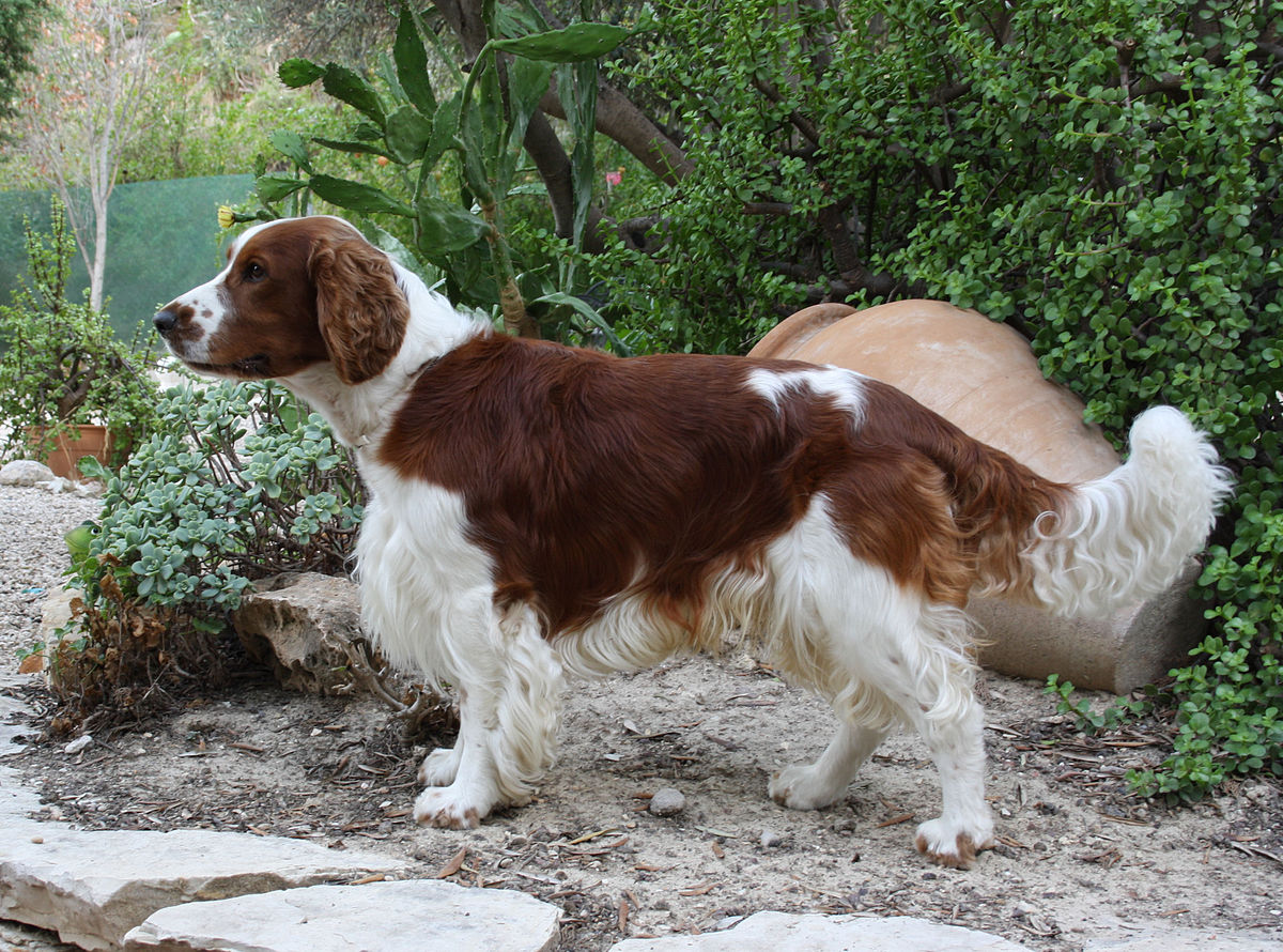 20 Things Only Springer Spaniel Owners Would Understand