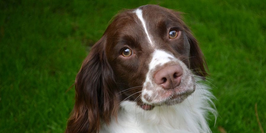 Funny springer best sale spaniel videos