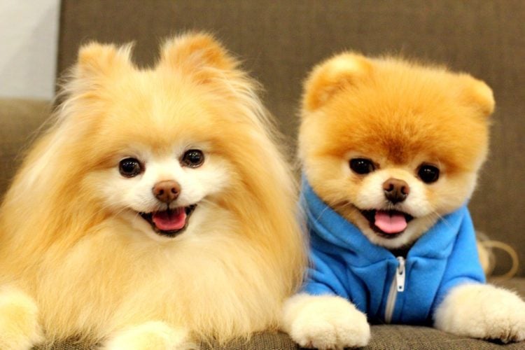 20 Fun Facts You Didn't Know About Boo The World's Cutest Dog