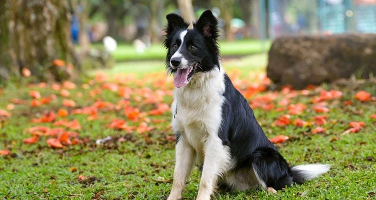 worst dog breeds for seniors