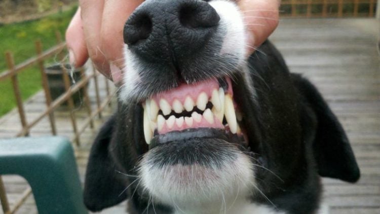 Five Important Tips for your Dog's Teeth