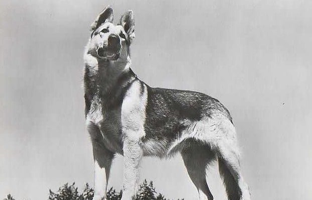 20 Fun Facts You Never Knew About Rin Tin Tin