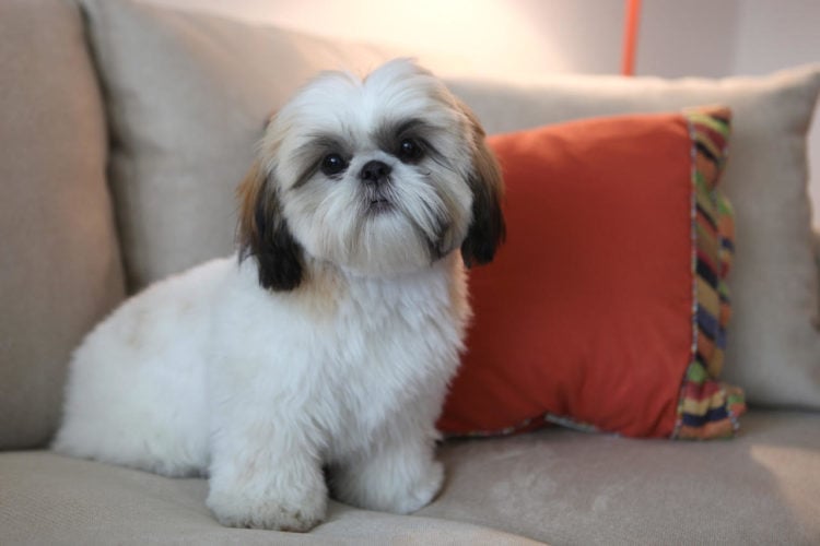 How long can a shih tzu live dog