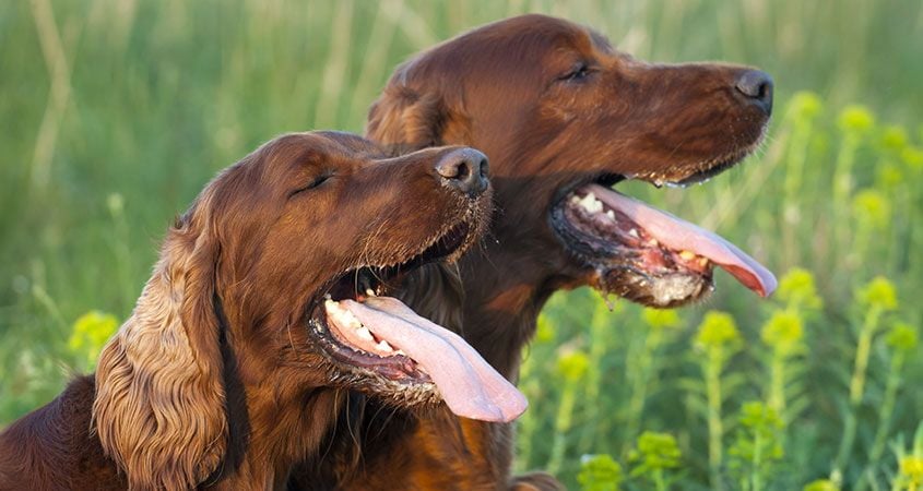 How to Tell if Your Dog's Drooling is Normal or Not