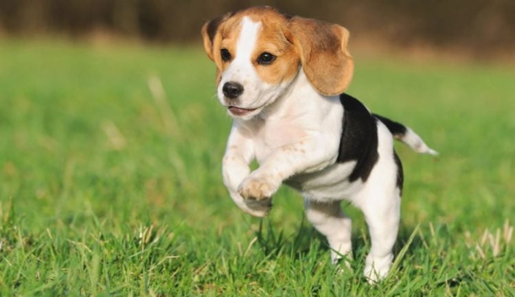 hunting dogs with long ears