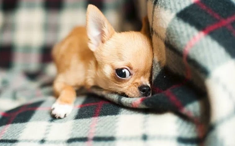 The Reason Why Small Dogs Can be so Fierce