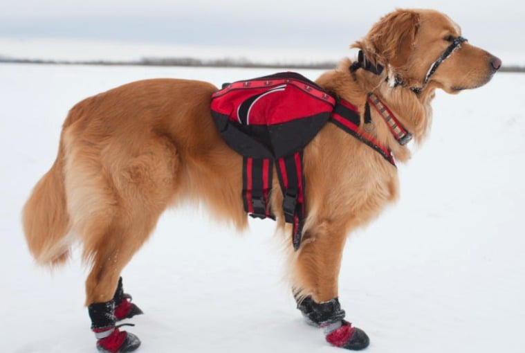 Everything You Need to Know about Dog Boots