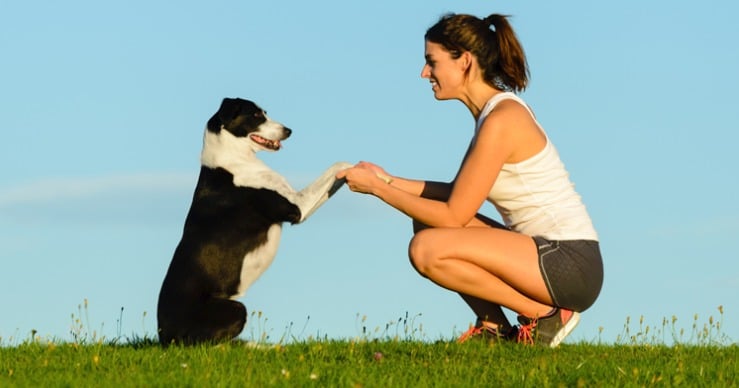 A Pet Owner’s Personality Can Affect Canine Training Success