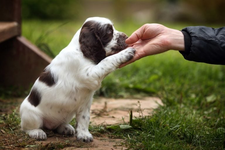 The 20 Most Common Dog Training Mistakes