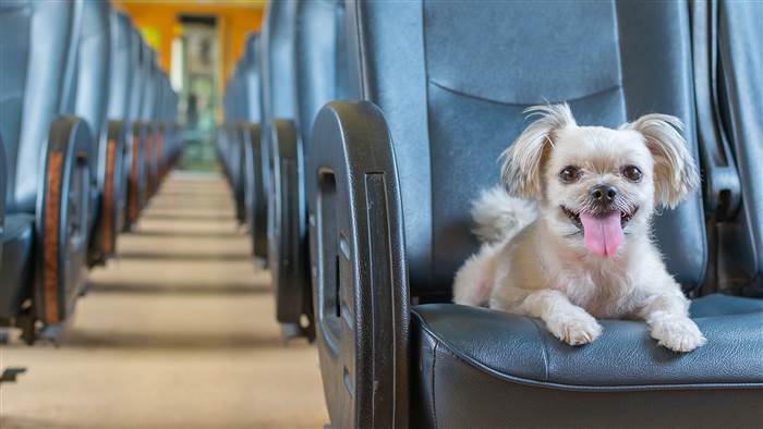 Five Excellent Dog Breeds for Traveling in 2019